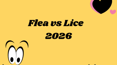 Flea vs Lice