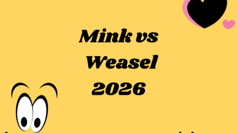 Mink vs Weasel