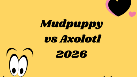 Mudpuppy vs Axolotl
