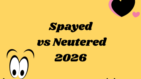 Spayed vs Neutered