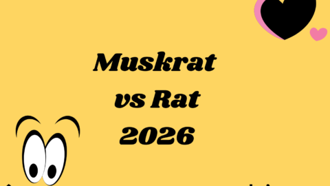 Muskrat vs Rat