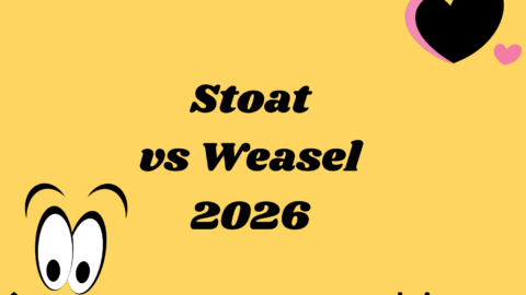 Stoat vs Weasel