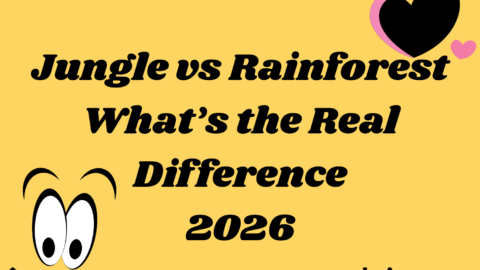 Jungle vs Rainforest What’s the Real Difference