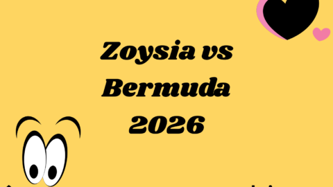 Zoysia vs Bermuda